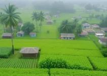 fortes chuvas Brasil colheita combustíveis