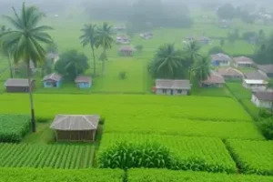 fortes chuvas Brasil colheita combustíveis