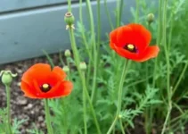 Flor Papoula