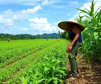 vagas abertas na Agro Amazônia